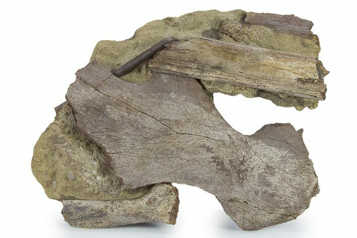 Hadrosaur Jugal, Ossified Tendon and Bones in Sandstone - Wyoming #281226